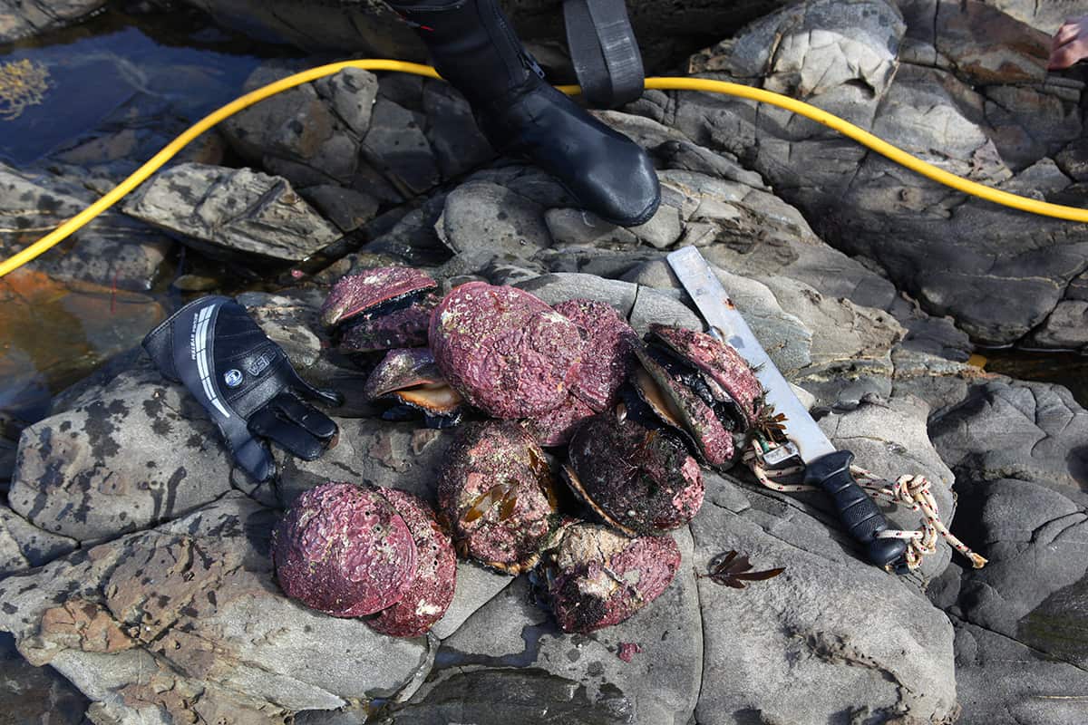 Crumbed abalone with Meyer lemon mayo